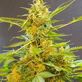 Auto Buble Gum (Бубль Гум ТГК 20%)